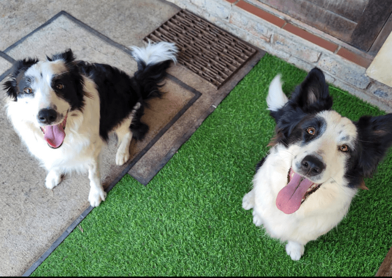Border Collie Rescue Cape Town Pethub