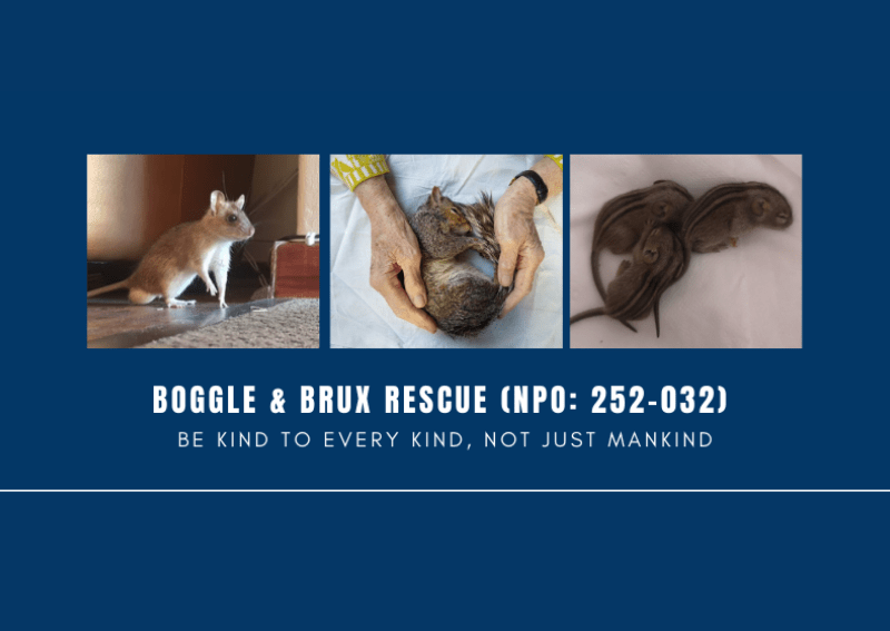 Boggle & Brux Rescue Cape Town Pethub