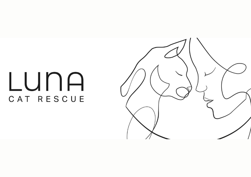 Luna Cat Rescue Cape Town Pethub