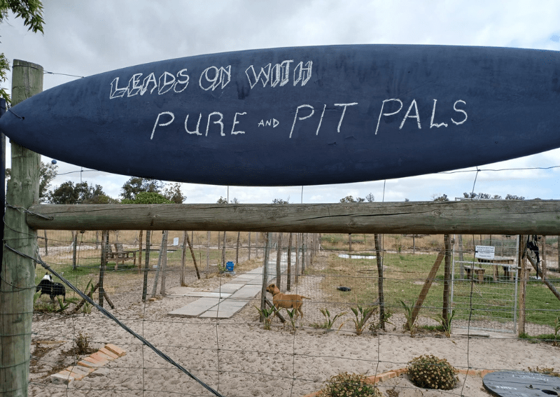 Pit Pals Pit Bull Rescue Cape Town Pethub