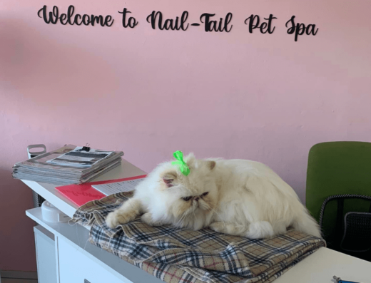 Nail to Tail Pet Spa | Pethub