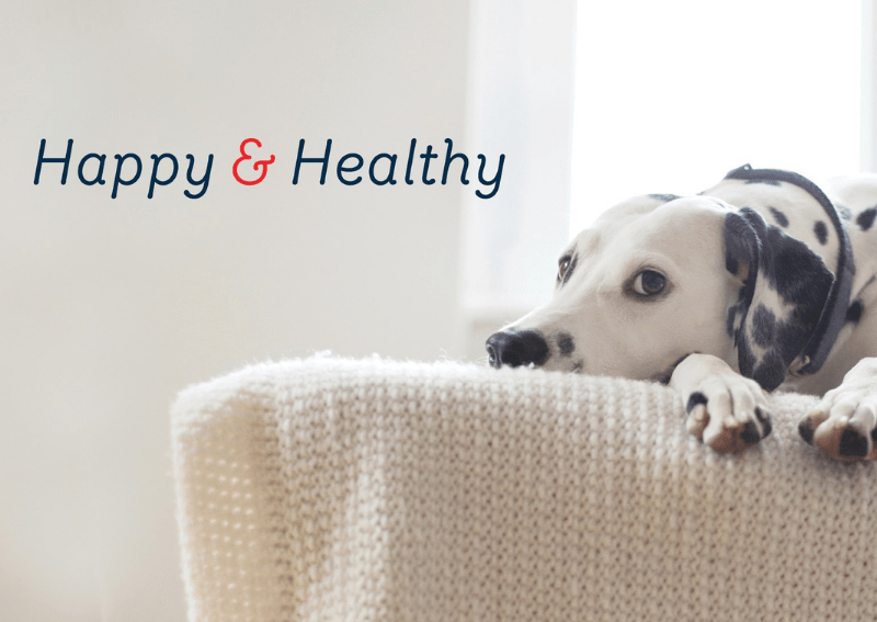 Absolute Pets Paarl Mall Pethub