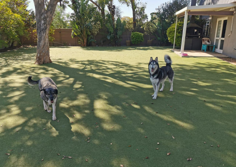 Dog Care Centre Pethub