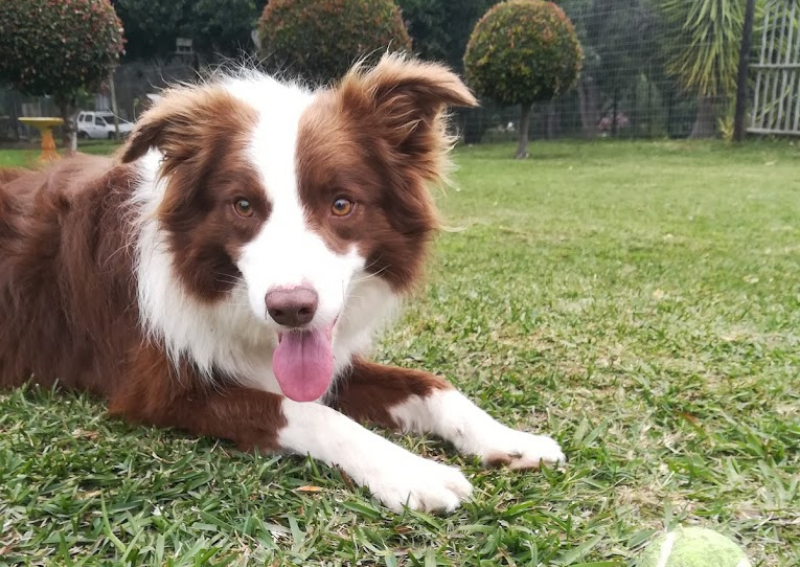 Happy Paws Kennels & Cattery Pethub