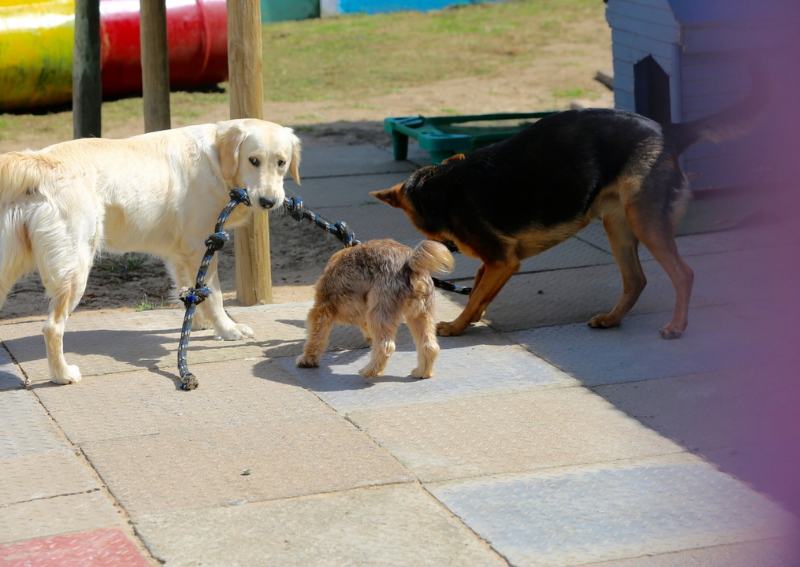 The Collar Club Pethub