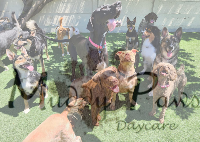 Muddy Paws Daycare Pethub