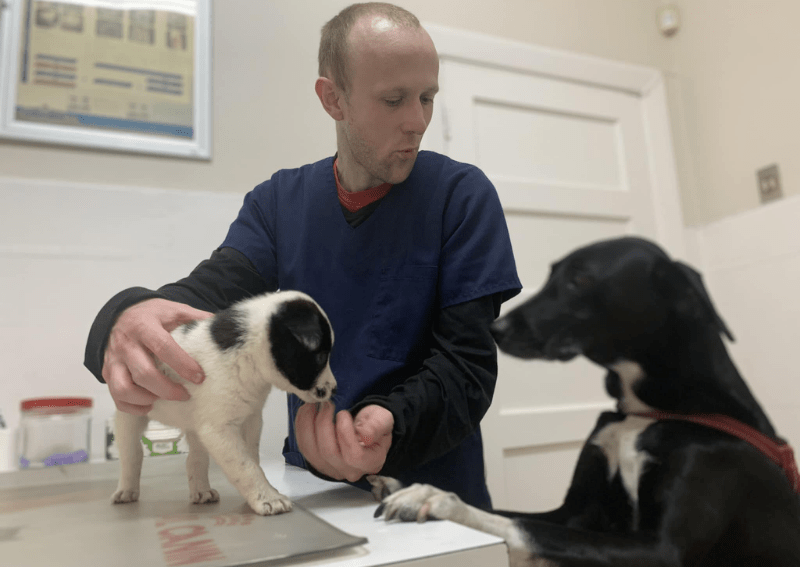 Blue Cross Milner Road Vet Clinic Pethub