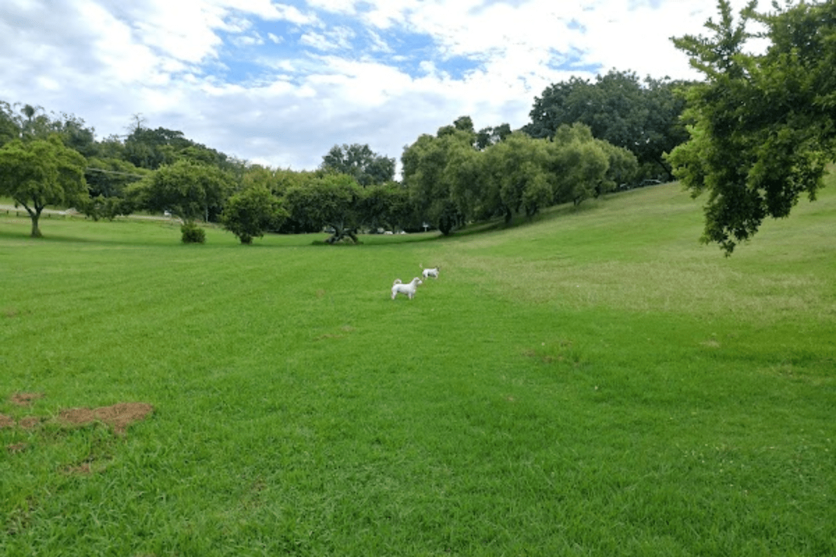 FourLegged Frolics at Waterkloof Ridge Dog Park Pethub