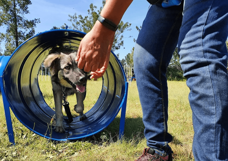 SA Dog Training College & Kennels Pethub