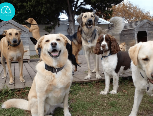 Doggo Doggy Daycare - Doggy Daycare on PetHub