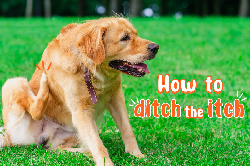 DIY Remedies for Your Dog Allergies & Itching Pethub Blog