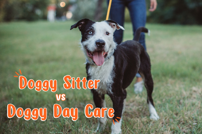 Doggy sitters vs Doggy Daycares, which is better for your pet? Pethub