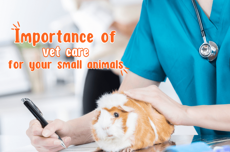 Importance of Vet Care for Small Animals & Exotics Pethub Blogs