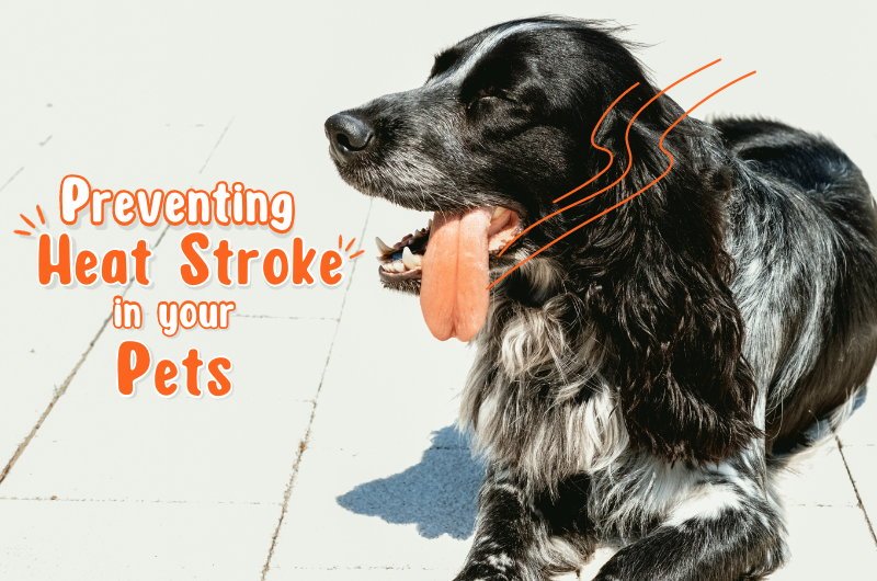 Beat The Heat Preventing Heat Stroke In Pets Pethub