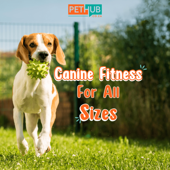 Canine Fitness Month - PetHub Blog