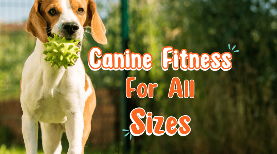 Canine Fitness for All Ages