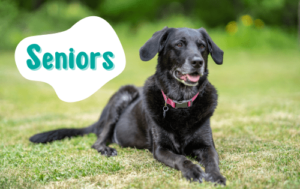 Canine Fitness - Seniors