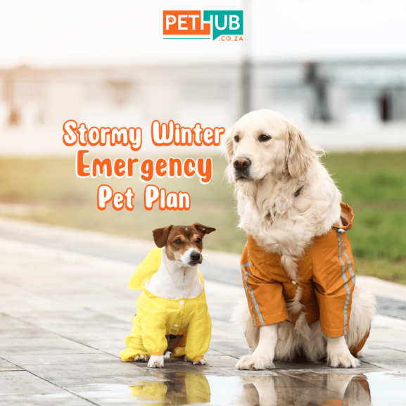 Emergency Pet Plan for Winter