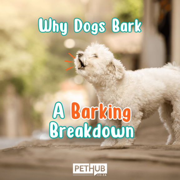 Why Dogs Bark - A Barking Breakdown